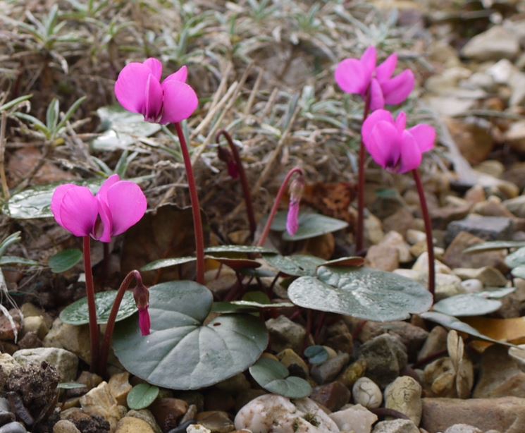 cyclamen en fleurs