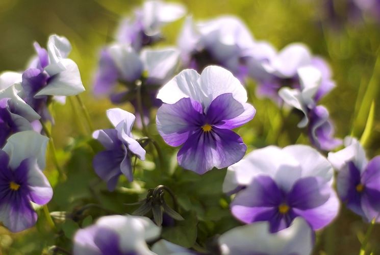 violettes dans le jardin