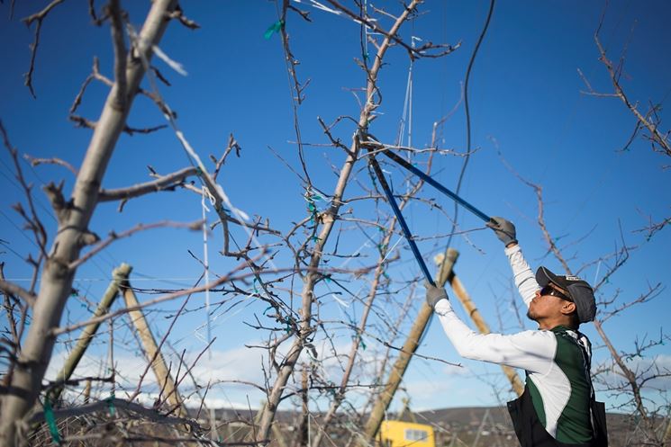 lavori nel frutteto