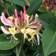 lonicera