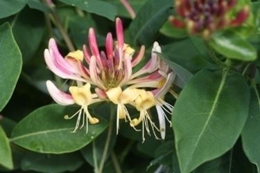 lonicera