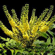 mahonia