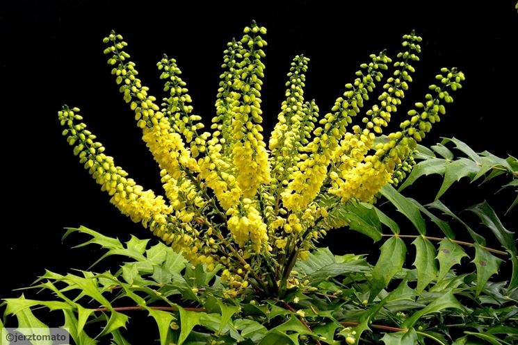 mahonia