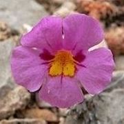 mimulus variegatus