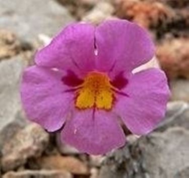 mimulus variegatus