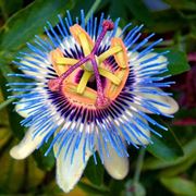 passiflora