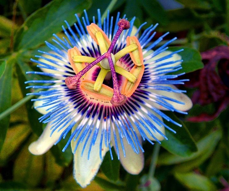 passiflora