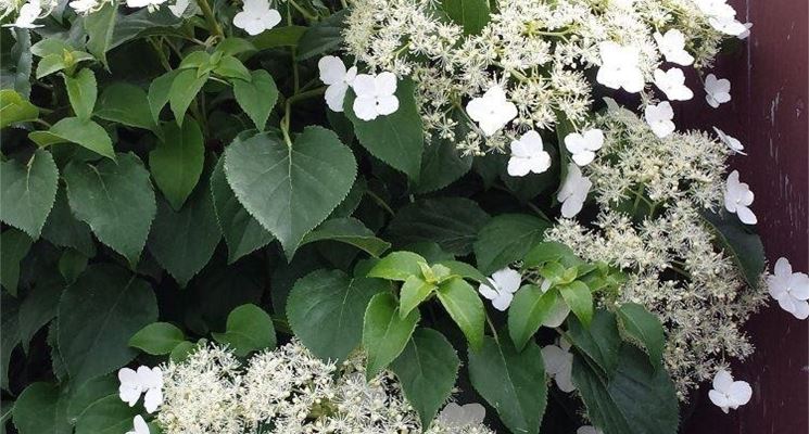 Hydrangea Petiolaris