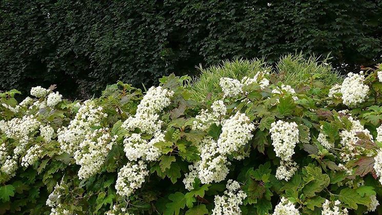 Hydrangea Quercifolia