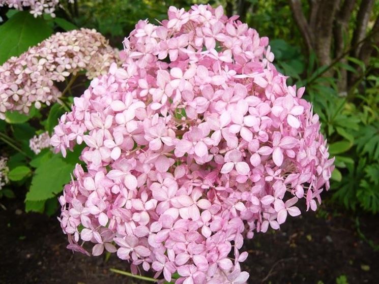 Hydrangea Arborescens Pink Annabelle