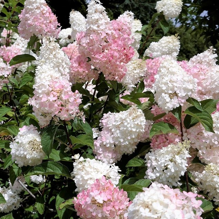 Hydrangea Paniculata Vanille Fraise