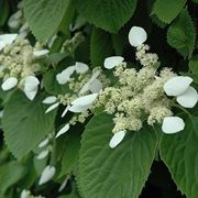 Schizophragma Hydrangeoides