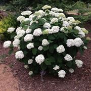 Hydrangea arborescens