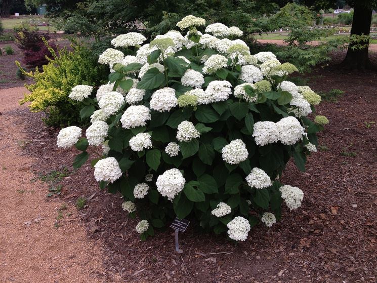 Hydrangea arborescens