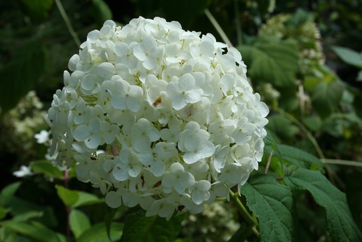 ortensia hydrangea