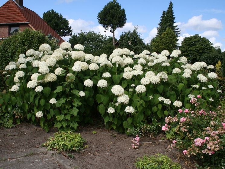 hydrangea arborescens