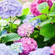 ortensie blu