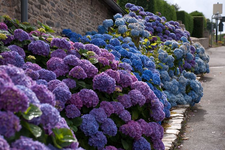 ortensie 