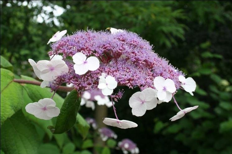 Rusticit ortensie