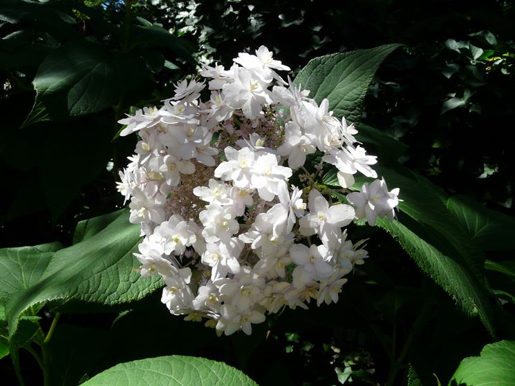 ortensia involucrata