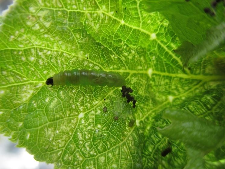 foglie ortensia rovinate da insetti