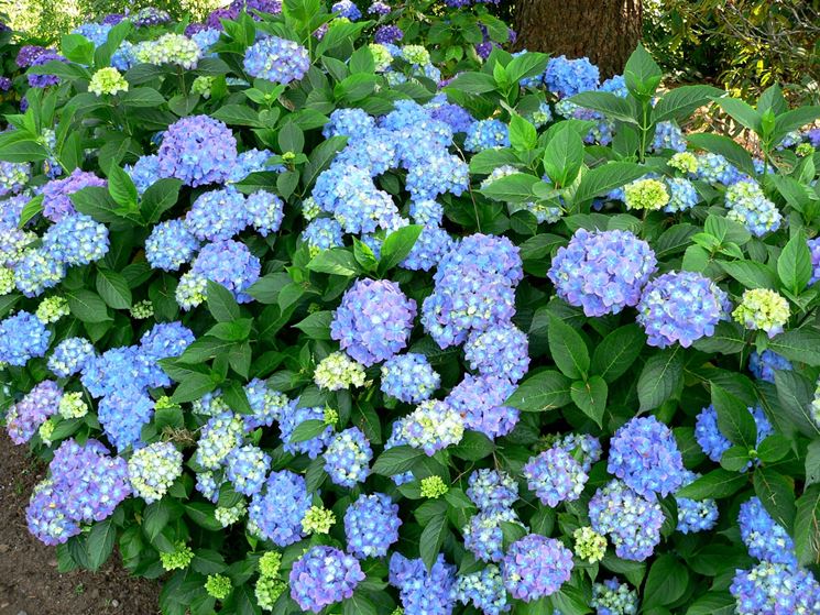 hydrangea