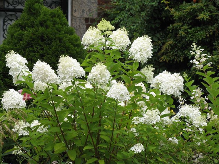 hydrangea paniculata