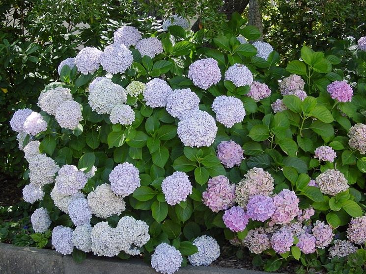 Ortensie bianche e rosa