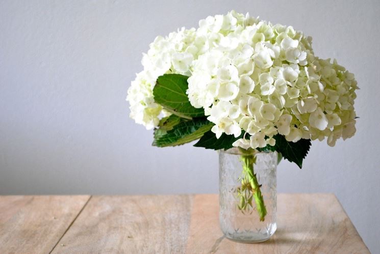 Fiori di ortensia in vaso