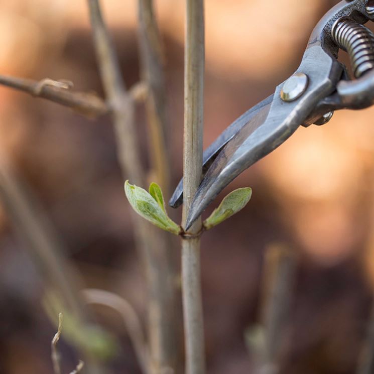 Esempio potatura ortensie