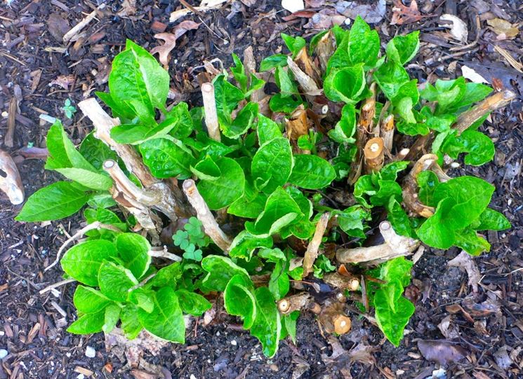 potatura ortensie