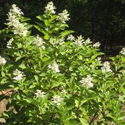 hydrangea paniculata grandiflora