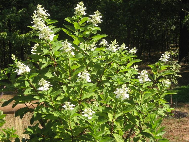 hydrangea <em>paniculata</em> grandiflora