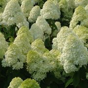 hydrangea paniculata