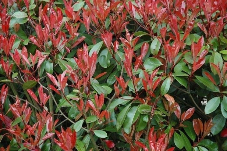 Esempio siepe photinia