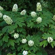 hydrangea quercifolia