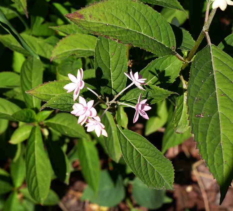 stellata