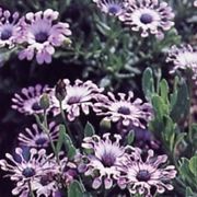 osteospermum