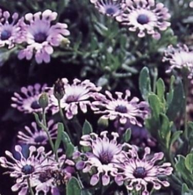 osteospermum