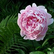 Bellissima peonia rosa