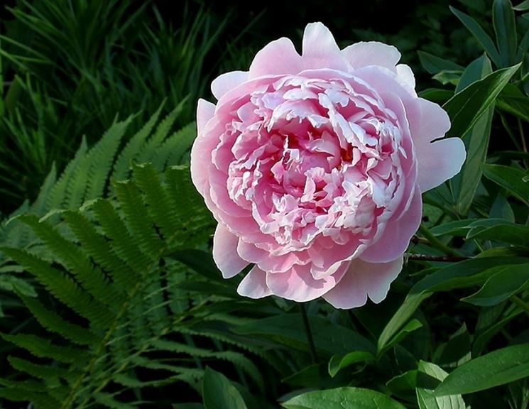 Bellissima peonia rosa