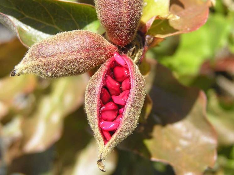 Semi di peonia