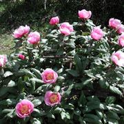 bouquet peonie