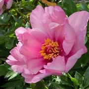 fiore di peonia