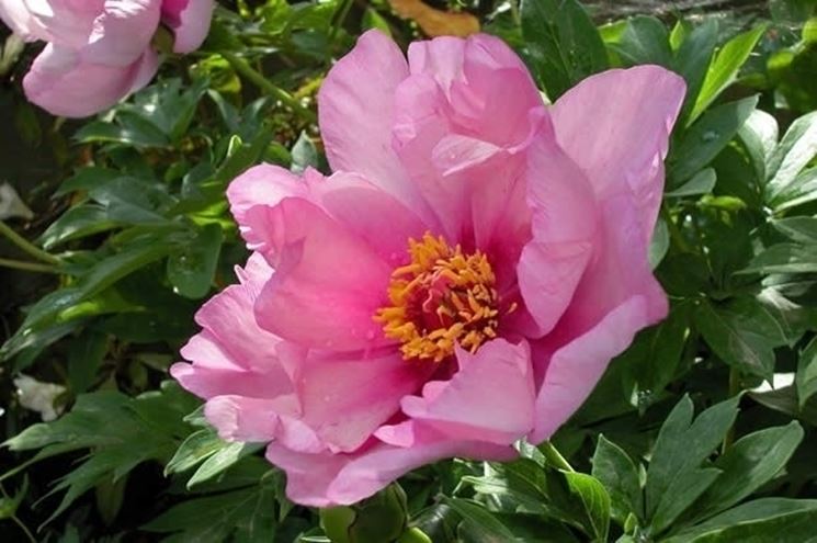 fiore di peonia