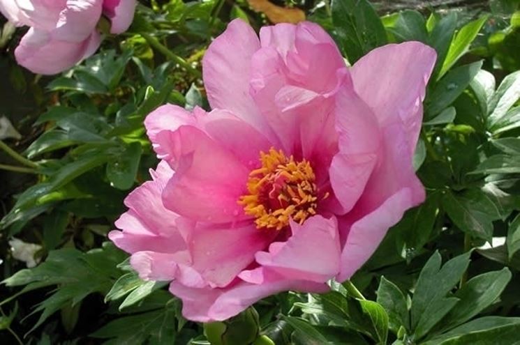 Statuetta Fiore Di Peonia Bianca: Bambina In Resina (12 Cm) Per Decorazioni