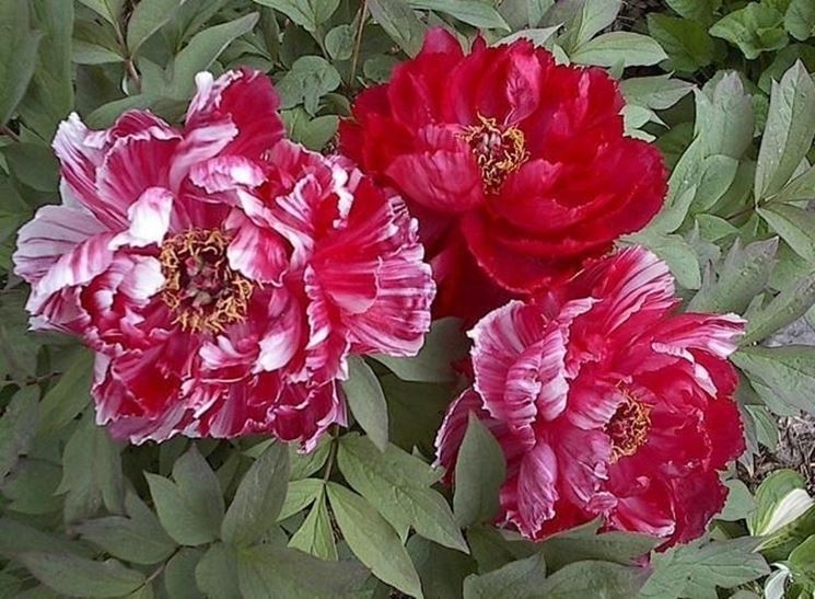 fiore di peonia