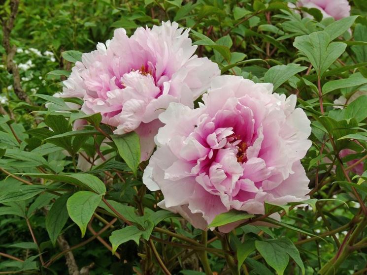 Peonia arbustiva fiore