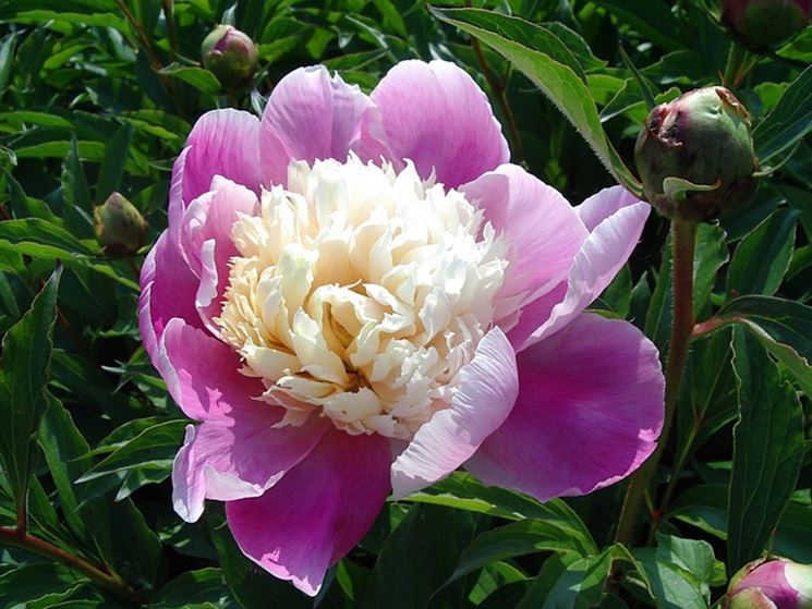 Fiori peonie