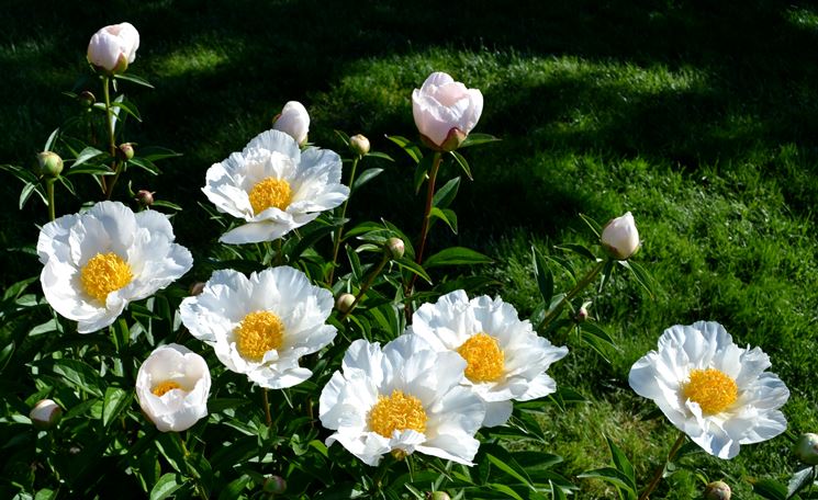 Dei fiori di peonia bianca